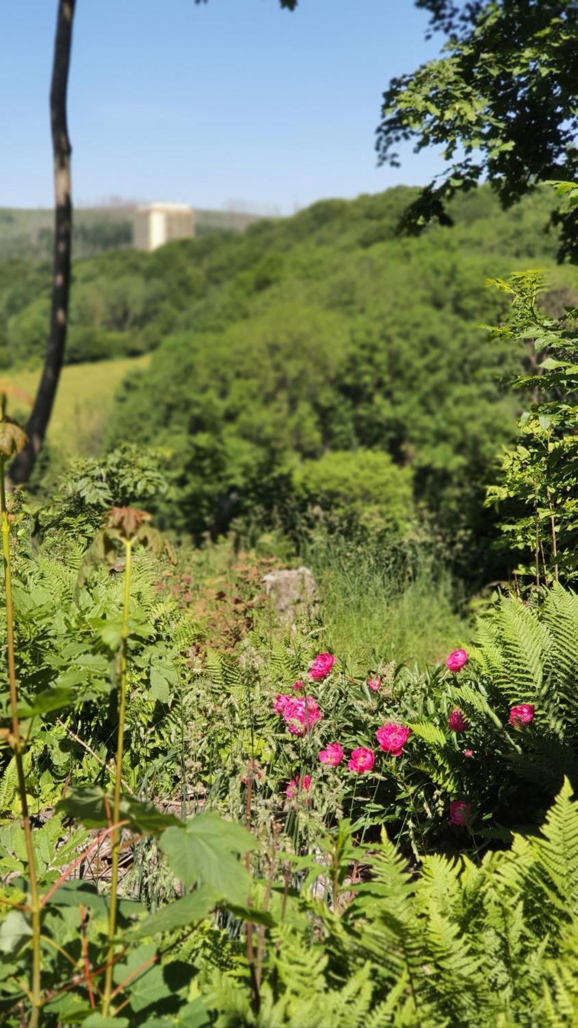 Hotel Schneiderhof Braunlage Εξωτερικό φωτογραφία