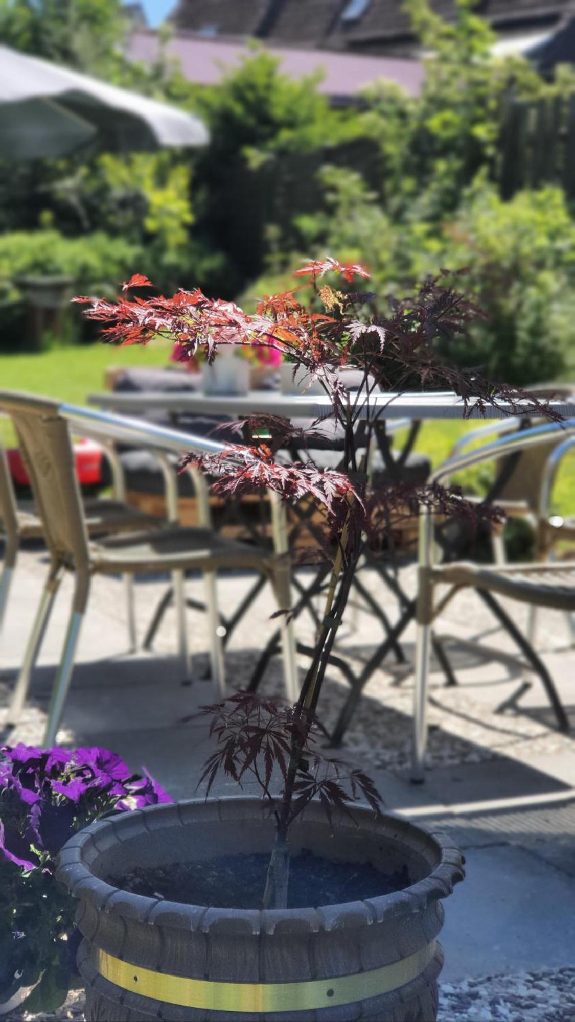 Hotel Schneiderhof Braunlage Εξωτερικό φωτογραφία